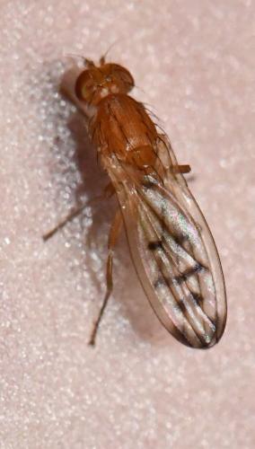 Opomyza florum